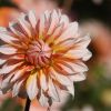 Dahlie