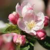 Apfelblüte