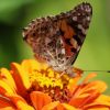 Schmetterling