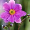 Blüte