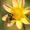 Hummel
