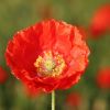 Mohn