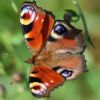 Schmetterling Schmetterling