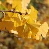 Ginkgo