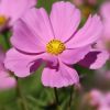 Cosmea