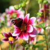 Schmetterling