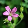 Waldblüte