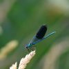 Libelle Libelle