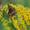 Schmetterling
