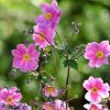Herbstblumen