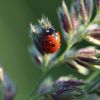 Marienkäfer