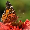Schmetterling