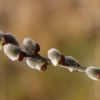 Weidenkätzchen