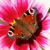 Schmetterling