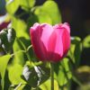 Tulpe