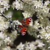 Schmetterling