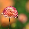 Dahlie