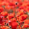 Mohn