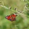 Schmetterling