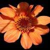 Blüte