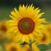 Sonnenblume