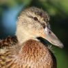 Ente