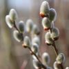 Weidenkätzchen