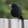 Amsel