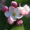 Apfelblüten