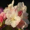 Blüten