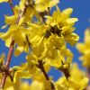Forsythie