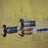 Enten