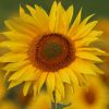 Sonnenblume