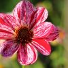 Dahlie