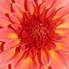 Dahlie