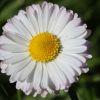Gänseblümchen Gänseblümchen