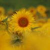 Sonnenblume