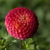 Dahlie