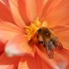 Hummel