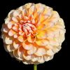 Dahlie