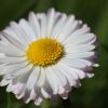 Gänseblümchen