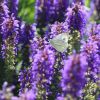 Schmetterling
