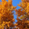 Ginkgo
