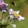 Hummel Hummel