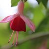 Fuchsie