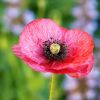 Mohnblume