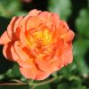 Rose Rose