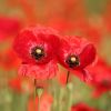 Mohn