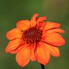 Dahlie