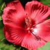 Blüte